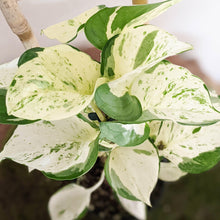 Load image into Gallery viewer, Manjula Pothos / Epipremnum aureum Manjula - 100mm