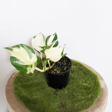 Load image into Gallery viewer, Manjula Pothos / Epipremnum aureum Manjula - 100mm