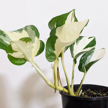 Load image into Gallery viewer, Manjula Pothos / Epipremnum aureum Manjula - 100mm