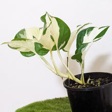 Load image into Gallery viewer, Manjula Pothos / Epipremnum aureum Manjula - 100mm