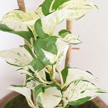 Load image into Gallery viewer, Manjula Pothos / Epipremnum aureum Manjula - 100mm