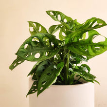 Load image into Gallery viewer, Assorted Indoor Plant in 200mm White Ceramic Pot - Sydney Only