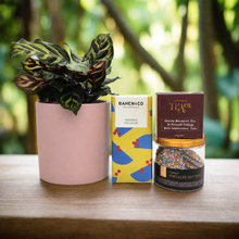 Load image into Gallery viewer, Pawesome Cat Friendly Plant Gift Hamper - Sydney Only