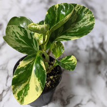 Load image into Gallery viewer, Peperomia Obtusifolia Marble - 105mm