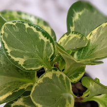 Load image into Gallery viewer, Peperomia Obtusifolia Speckled Marble - 105mm