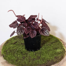 Load image into Gallery viewer, Peperomia caperata Ruby Ripple - 105mm