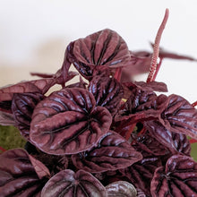 Load image into Gallery viewer, Peperomia caperata Ruby Ripple - 105mm