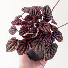 Load image into Gallery viewer, Peperomia caperata Ruby Ripple - 105mm