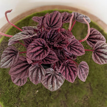 Load image into Gallery viewer, Peperomia caperata Ruby Ripple - 105mm