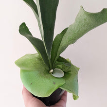 Load image into Gallery viewer, Platycerium bifurcatum / Elkhorn Fern - 100mm