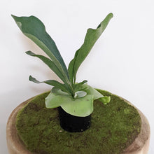 Load image into Gallery viewer, Platycerium bifurcatum / Elkhorn Fern - 100mm