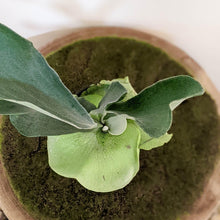 Load image into Gallery viewer, Platycerium bifurcatum / Elkhorn Fern - 100mm