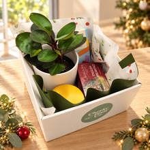 Load image into Gallery viewer, Christmas Plant Gift Hamper - Sydney Only