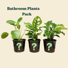 Load image into Gallery viewer, Bathroom Plants Pack (3 Assorted Plants) - 100mm
