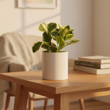 Load image into Gallery viewer, Plant Condolence Gift - Assorted Sympathy Plant - Sydney Only
