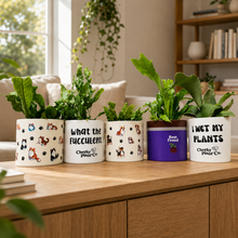 Load image into Gallery viewer, Fern Potted Houseplant - CHOOSE YOUR CHEEKY POT