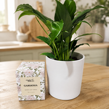 Load image into Gallery viewer, Heartfelt Condolences Gift - Peace Lily & Candle - Sydney Only