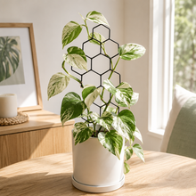 Load image into Gallery viewer, Black Iron Plant Trellis - Honeycomb (13x38.5cmH)