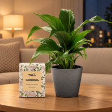 Load image into Gallery viewer, Peace Lily & Candle Gift Box