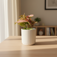 Load image into Gallery viewer, Pink princess with morning light
