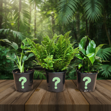 Load image into Gallery viewer, Plant trio on dark wooden table - Image 1
