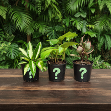 Load image into Gallery viewer, Plant trio on dark wooden table - Image 4
