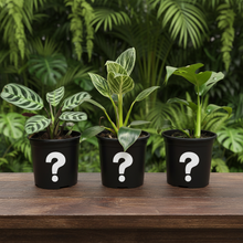 Load image into Gallery viewer, Plant trio on dark wooden table - Image 5