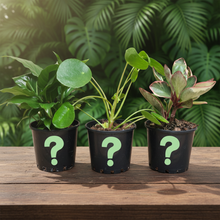 Load image into Gallery viewer, Plant trio on dark wooden table - Image 6