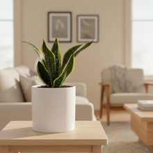 Load image into Gallery viewer, Snake plant close-up on table