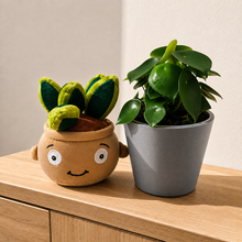 Load image into Gallery viewer, Plushie & Plant Gift Box