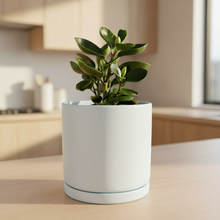 Load image into Gallery viewer, Succulent with adjusted pot color only