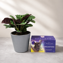 Load image into Gallery viewer, Tea & Plant Gift Box