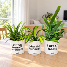 Load image into Gallery viewer, Trio Assorted Indoor Plants in Funny Pots (12.5cmD x 12cmH) - Sydney Only