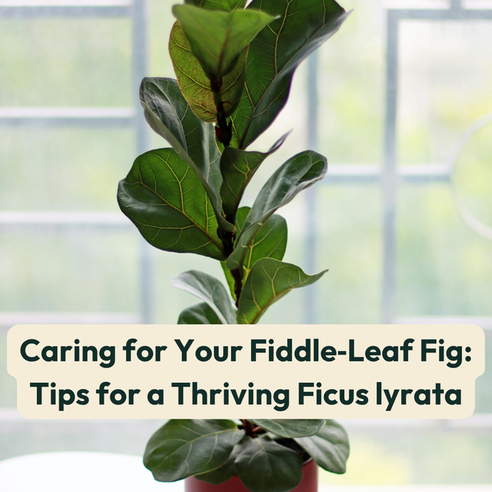 Caring for Your Fiddle‑Leaf Fig: Tips for a Thriving Ficus lyrata