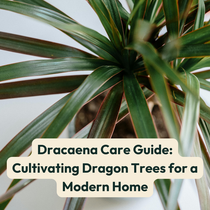 Dracaena Care Guide: Cultivating Dragon Trees for a Modern Home