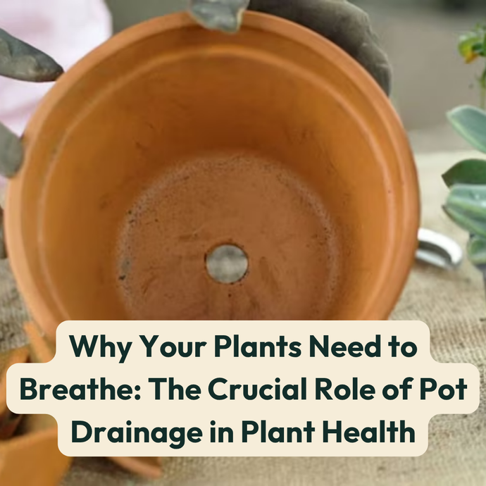 Why Your Plants Need to Breathe: The Crucial Role of Pot Drainage in Plant Health