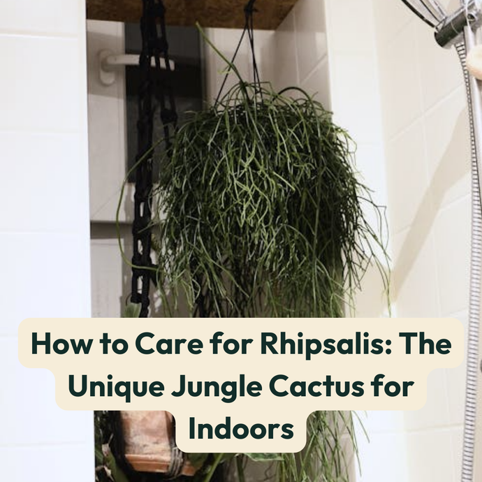 How to Care for Rhipsalis: The Unique Jungle Cactus for Indoors
