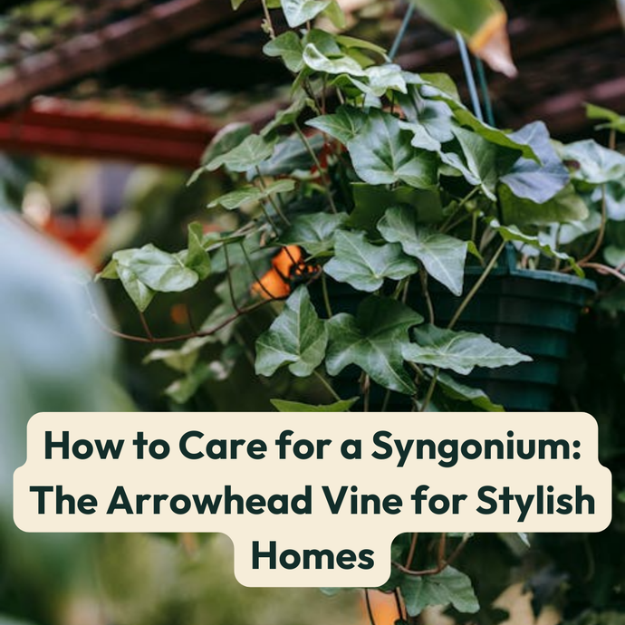 How to Care for a Syngonium: The Arrowhead Vine for Stylish Homes