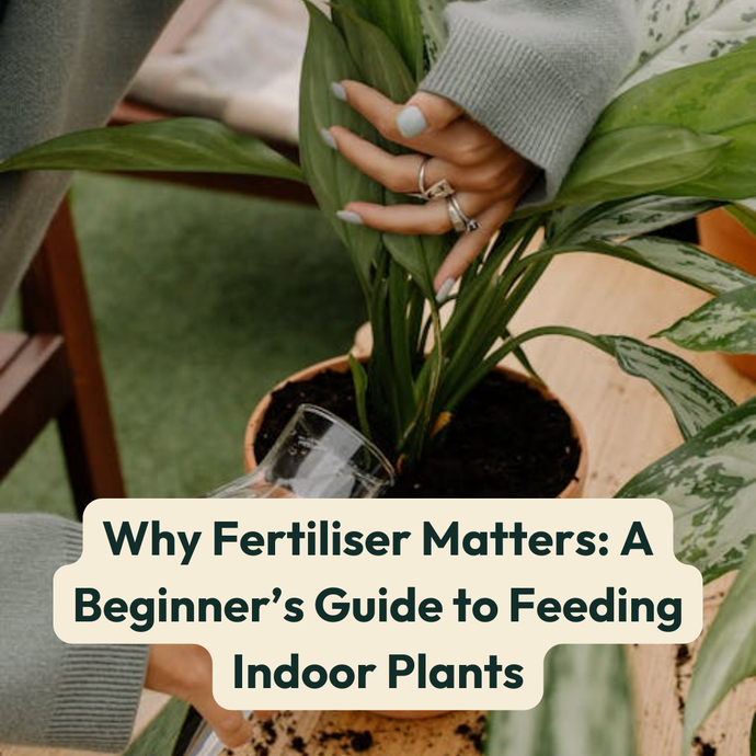 Why Fertiliser Matters: A Beginner’s Guide to Feeding Indoor Plants