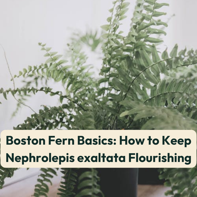 Boston Fern Basics: How to Keep Nephrolepis exaltata Flourishing