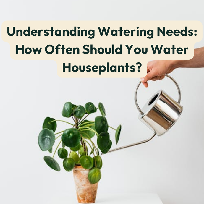 Understanding Watering Needs: How Often Should You Water Houseplants?