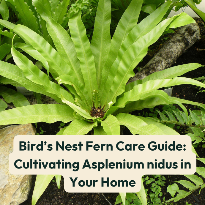 Bird’s Nest Fern Care Guide: Cultivating Asplenium nidus in Your Home
