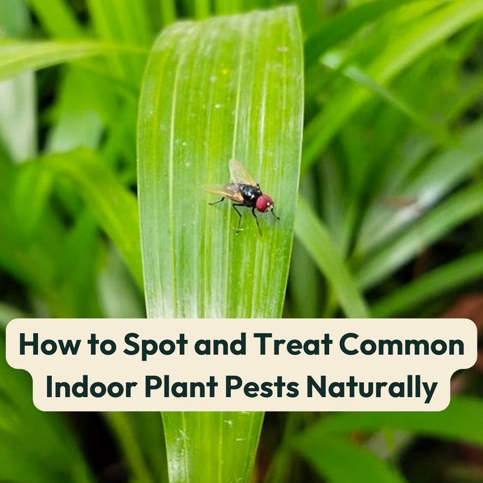How to Spot and Treat Common Indoor Plant Pests Naturally