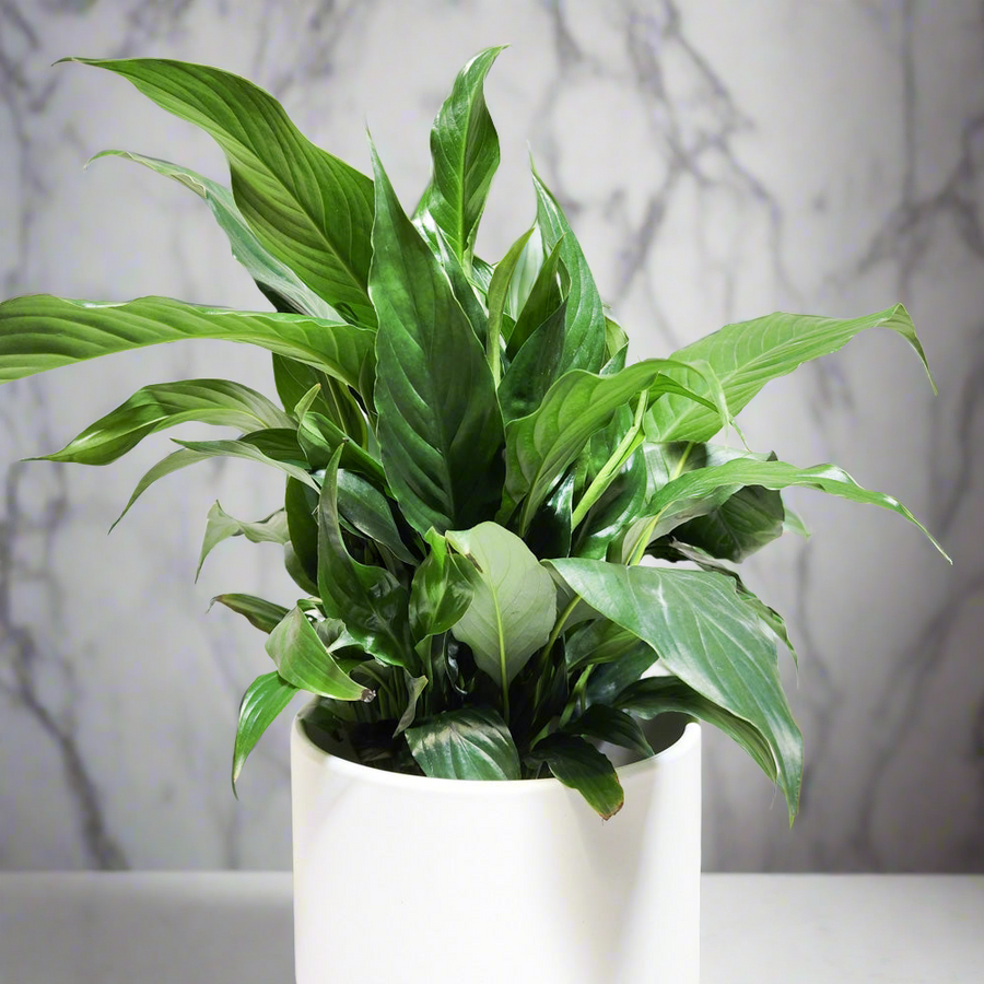 Peace Lily Gifts