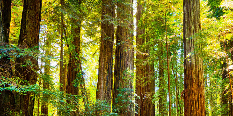 National Tree Day Gifts