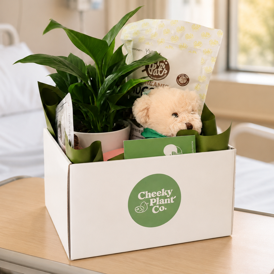 Royal North Shore Hospital Flower Delivery