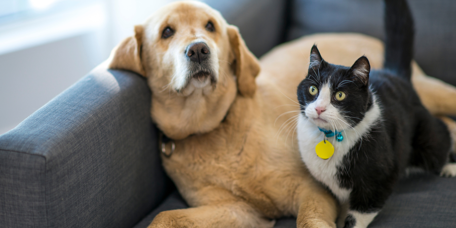 Pet-Safe Plant Gifts