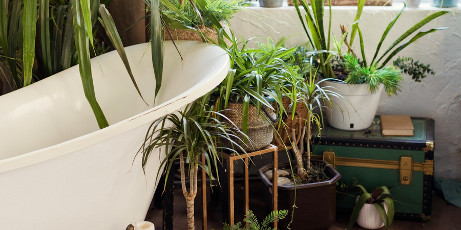 Bathroom Plant Gifts