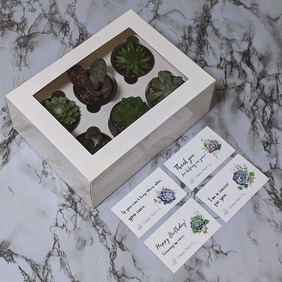 Plant Gifts Online Australia