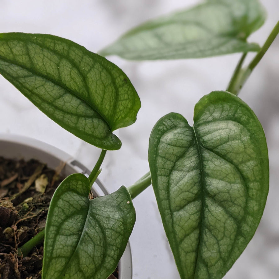 Indoor Plant Delivery Canberra, ACT